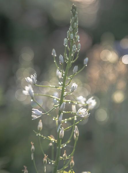 fleurs partie 311 par Tania Perneel