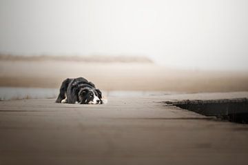 Berger australien border collie cross / à Cadzand / au bord de la mer / sur un pont dans les dunes sur Elisabeth Vandepapeliere