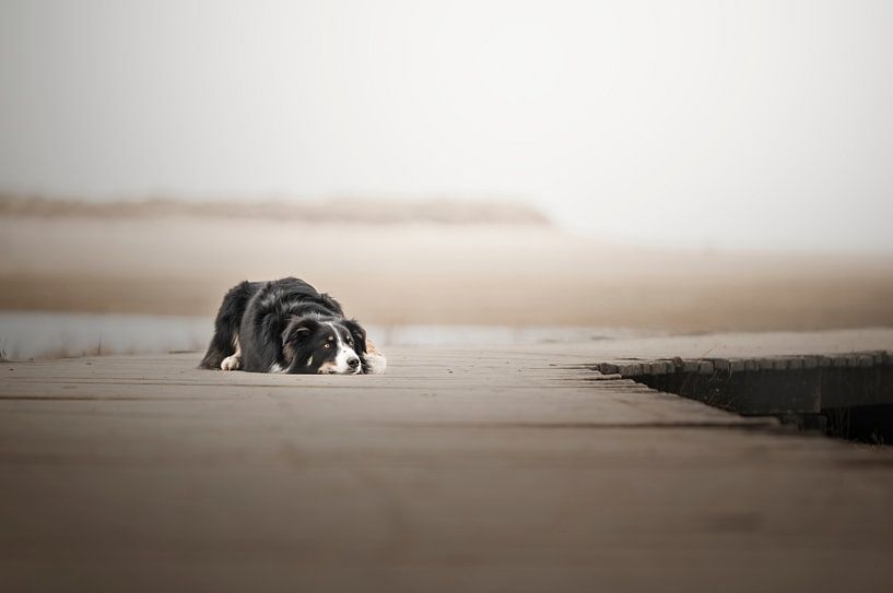 Australian shepherd border collie cross / in Cadzand / by the sea / on a bridge in the dunes by Elisabeth Vandepapeliere