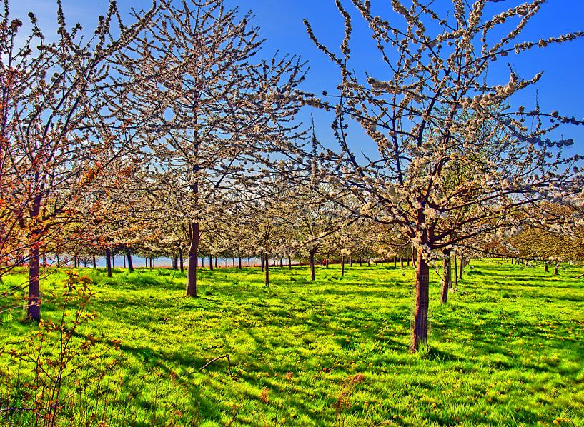 Sreuobstwiese van Edgar Schermaul