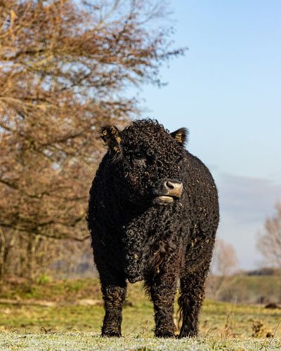 Jonge Gallowaystier in de winterzon