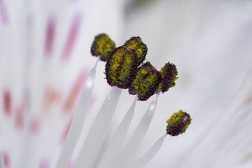 Fleur en macro