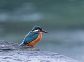 Eisvogel von Martin Korelski Naturphotografie Miniaturansicht