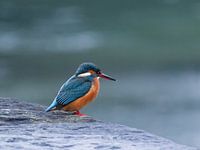 Eisvogel