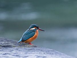 Eisvogel von Martin Korelski Naturphotografie