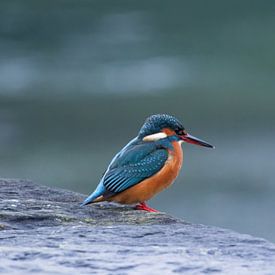 Eisvogel von Martin Korelski Naturphotografie
