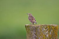 Pipit farlouse