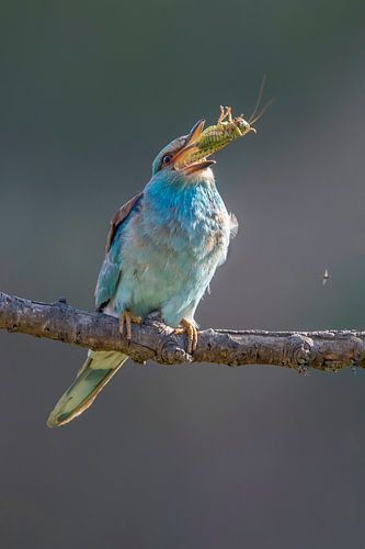 Roller, Coracias garrulus.