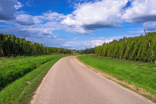 Hoptuin in de Hallertau