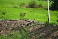 Lizard