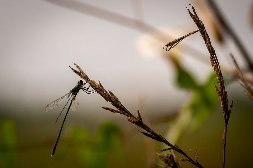 Libelle in de ochtend (2) van Kees Goethart
