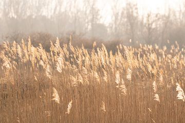 Grasfahnen in der Morgensonne von Louise Poortvliet