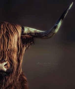 Schotse Hooglander van Marieke Deinum