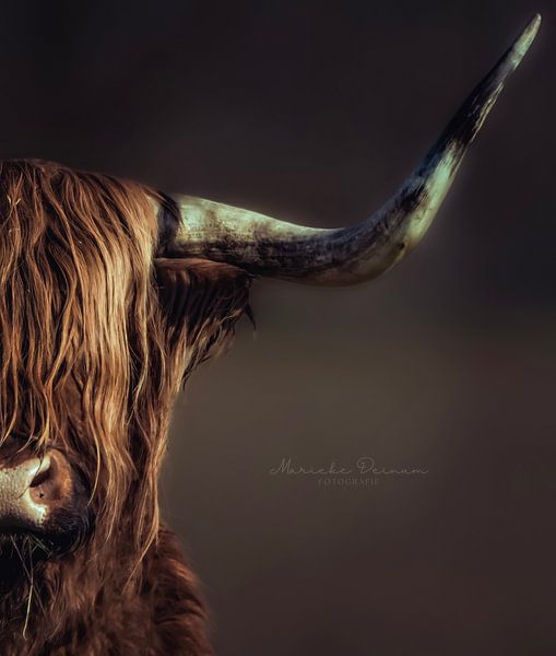 Scottish Highlander by Marieke Deinum
