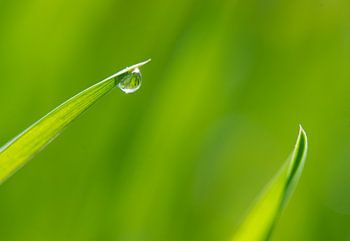 Abwurf eines Grashalms