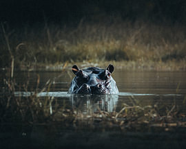 Hippo in Dark Water by RicksWildFrames