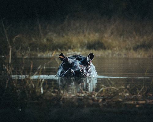 Nijlpaard in donker water