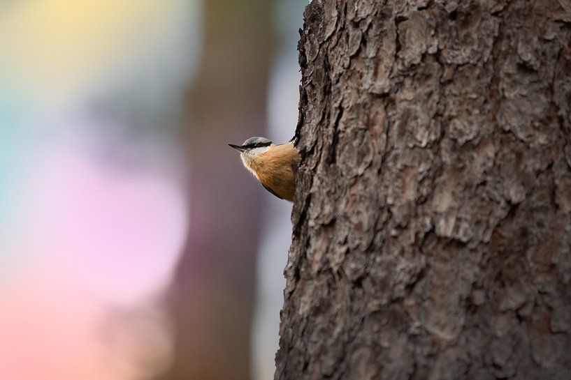 COLOURFUL by Kim van Beveren