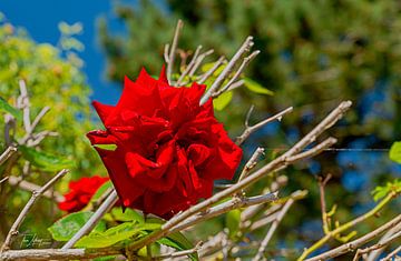 Rose d'amour sur Thea Luthart