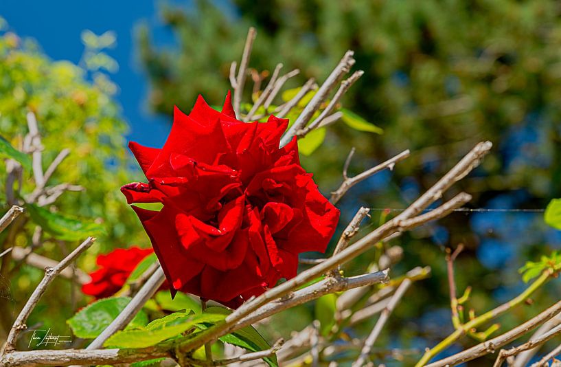 Rose of Love by Thea Luthart