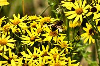 une abeille occupée