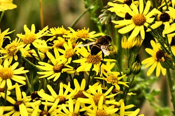een bezige bij van Jamie natuurfotografie
