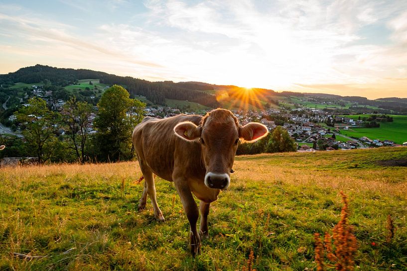 Cows at the Staufen with a view of Oberstaufen at sunset by Leo Schindzielorz