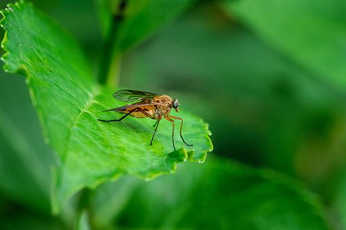 Macro van een roofvlieg op een groen blad