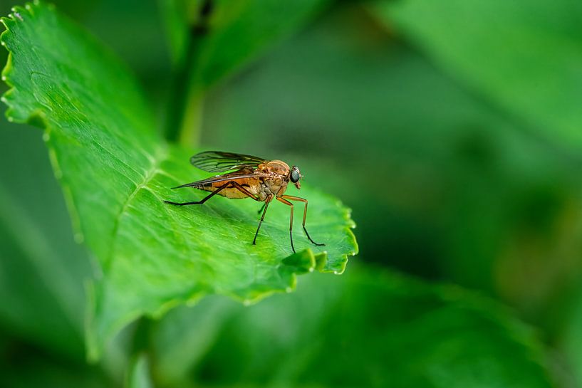 Macro van een roofvlieg op een groen blad van ManfredFotos