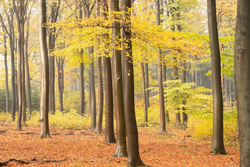 Autumn forest on the Utrecht Hill Ridge by Peter Haastrecht, van