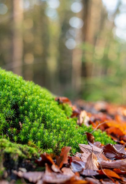 Bergje haarmos met herfstbladeren in bos van Andrea de Jong