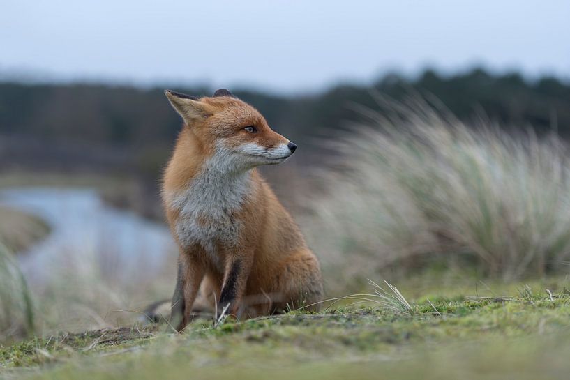 Fuchs ( Vulpes vulpes ) sitzt auf einem Hügel über einem Fluss und schaut sich um von wunderbare Erde