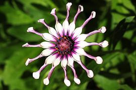 The White Star by Cornelis (Cees) Cornelissen