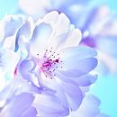 Kirschblüte von Violetta Honkisz Miniaturansicht