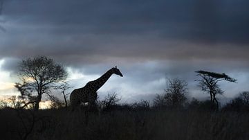 Girafe le soir sur Andius Teijgeler