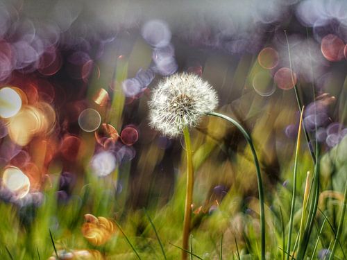 Löwenzahn wird schließlich zu einem schönen weichen Samenball