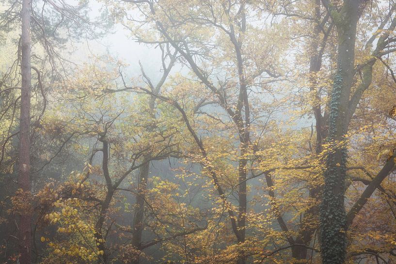 Trees in the fog by Tobias Luxberg