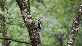 Great spotted woodpecker on a birch