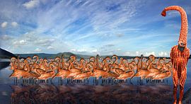 Flamingo Whisperer