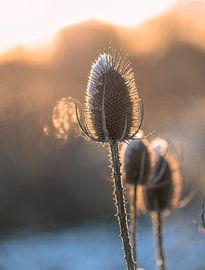 Meinerswijk Teil 51 von Tania Perneel