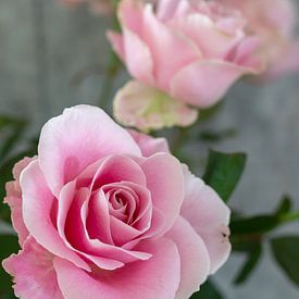 sehr schöne Rose von Chantal Verspeek