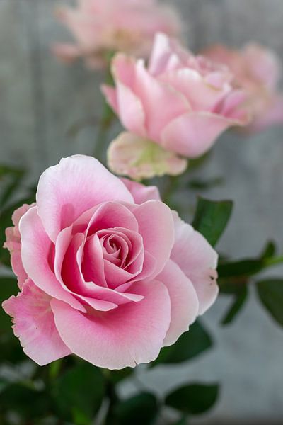 sehr schöne Rose von Chantal Verspeek