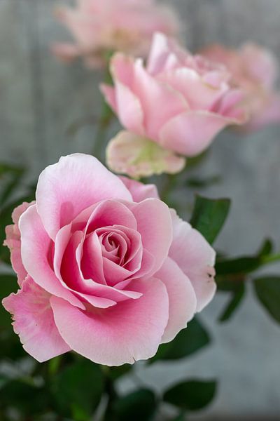Liefde en Rozen pracht van Chantal Verspeek