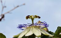 close up van een bloem van de passiebloem met een helder blauwe lucht als achtergrond