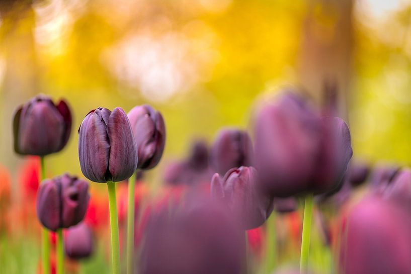 Manie des tulipes violettes à Lisse par Andy Luberti