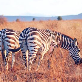 Grazende Zebra's bij Zonsopkomst von Cinthia Mulders