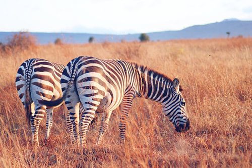 Grazende Zebra's bij Zonsopkomst