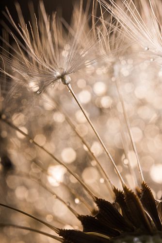 Een paardenbloem met waterdruppeltjes