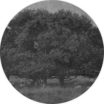 Grazende schapen onder een boom