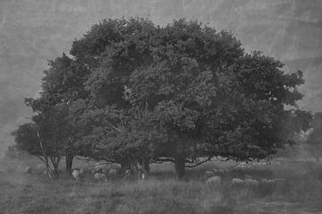 Grazing sheep under a tree by Miny'S